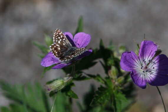 Kennenlern-Nachmittag thumbnail
