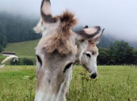 Weisheit der Tiere image